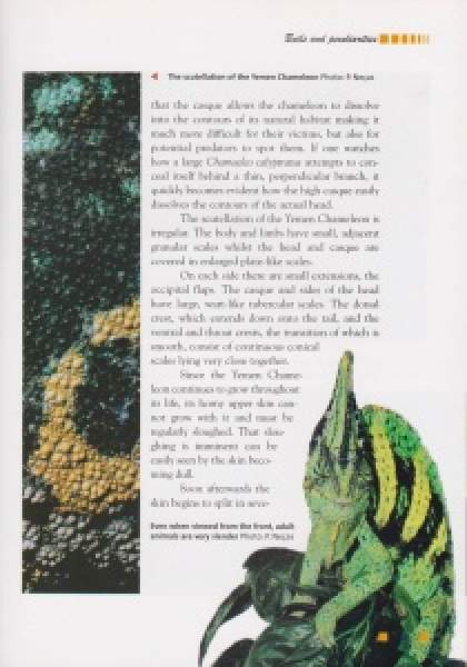 Preview: Chamaeleo calyptratus: The Yemen Chameleon
